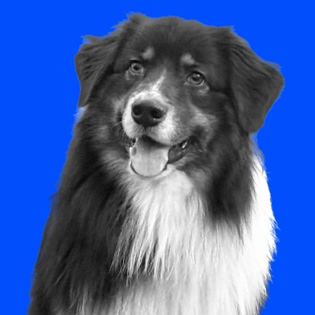 Buddy